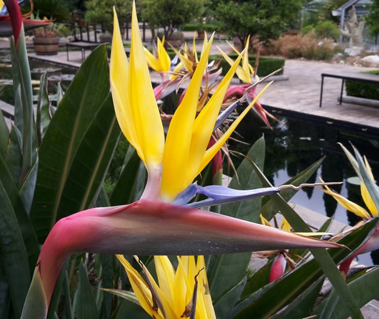 Strelitzia reginae 'Mandela's Gold' - Kraanvoëlblom, Crane flower, Geel piesang, Strelitzia 'Mandela's Gold', Yellow bird-of-paradise, Yellow crane flower