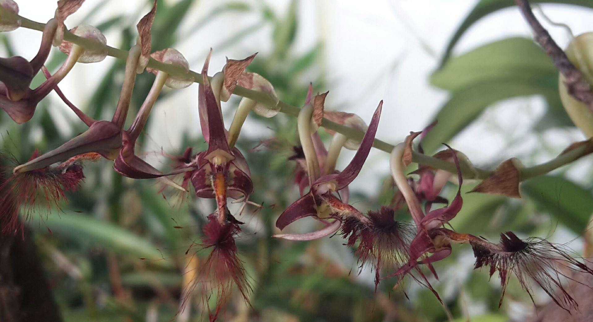 Bulbophyllum barbigerum - Bearded bulbophyllum