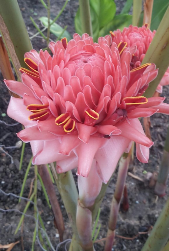 Etlingera elatior - Bunga kantan, Indonesian tall ginger, Phillippine wax flower, Porcelain rose, Red ginger lily, Torch ginger