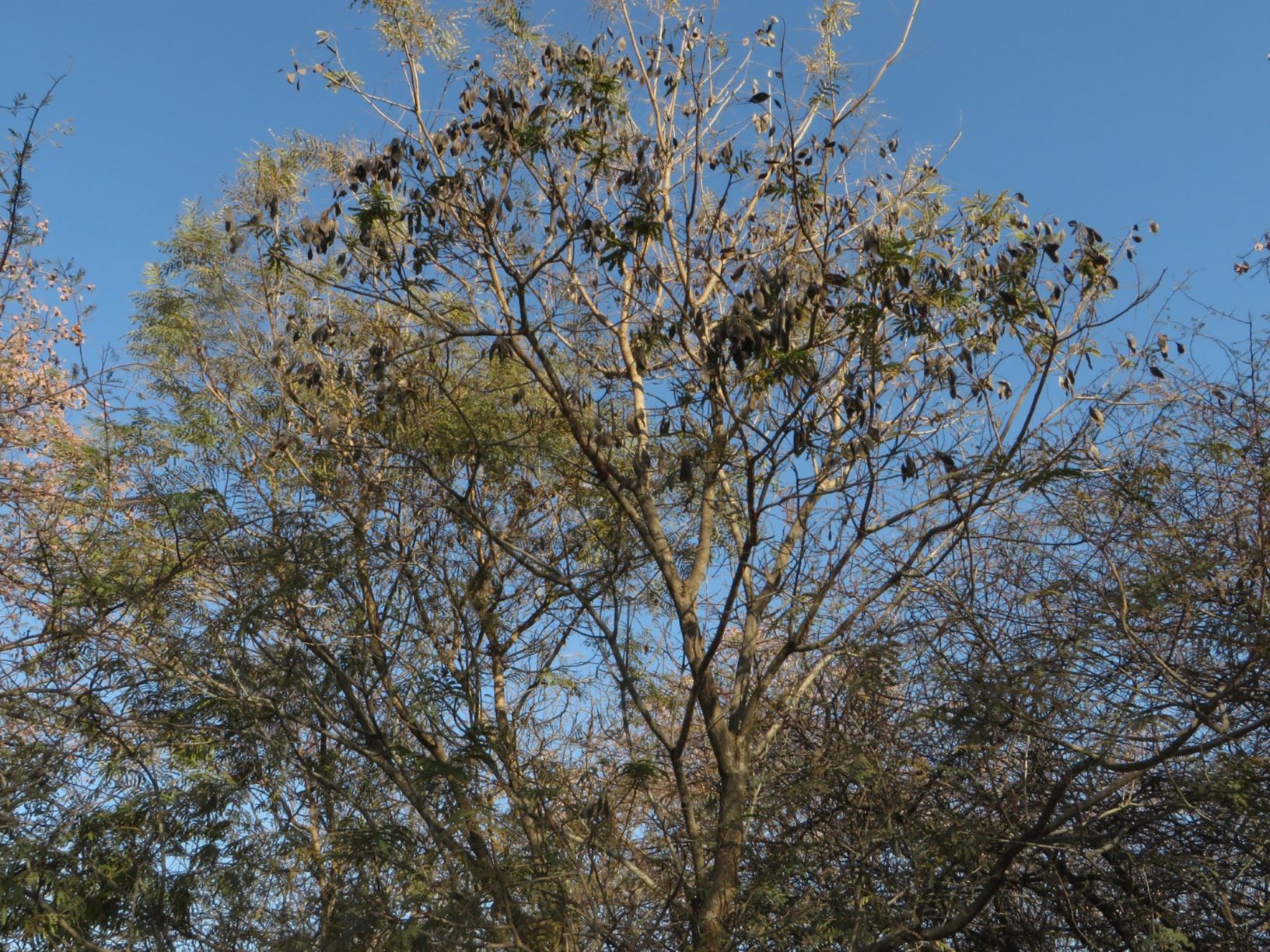 Peltophorum africanum - Boerboon, Dopperkiaat, Huilboerboom, huilboom, Kajatehout, Kiaathout, African black wattle, African Blackwood, Black Wattle, African wattle, Isikhabamkhombe