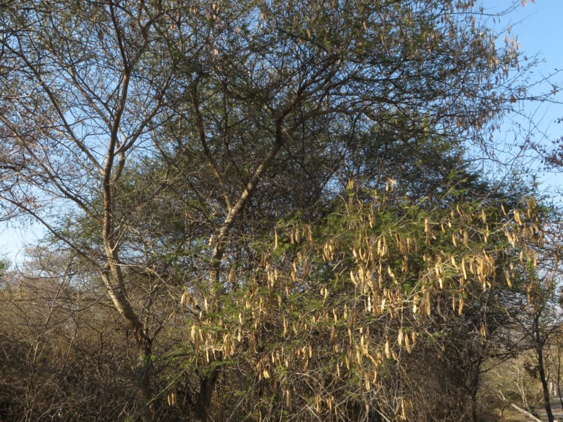 Acacia erubescens - basterknoppiesdoring, swartapiesdoring, black monkey-thorn, Umbabampala, Mokgwa, Mokoba, Munanga, Umbabampala, Umkhaya wehlalahlathi