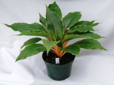 Chlorophytum orchidastrum - spider plant