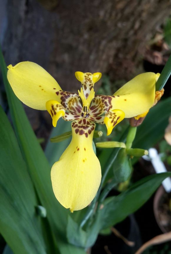 Neomarica longifolia - Apostle Plant, Yellow walking iris