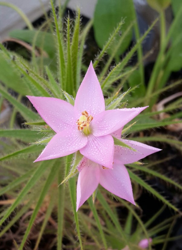 Roridula gorgonias - Vliëebos, Flycatcher bush