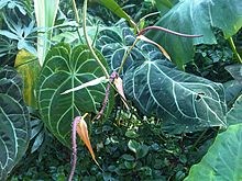 Anthurium crystallinum