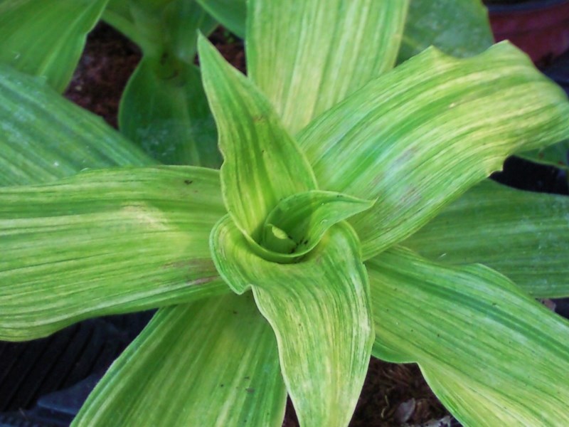 Callisia fragrans - basket plant, chain plant, false bromeliad plant, inch plant